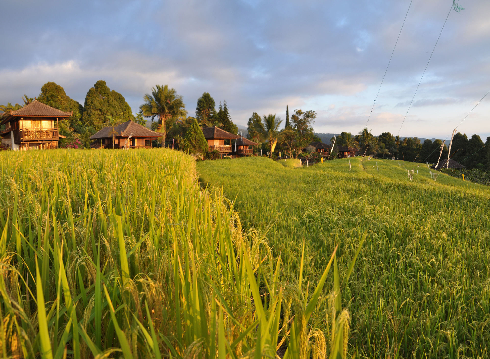 Puri Lumbung Cottages Gobleg  Bagian luar foto