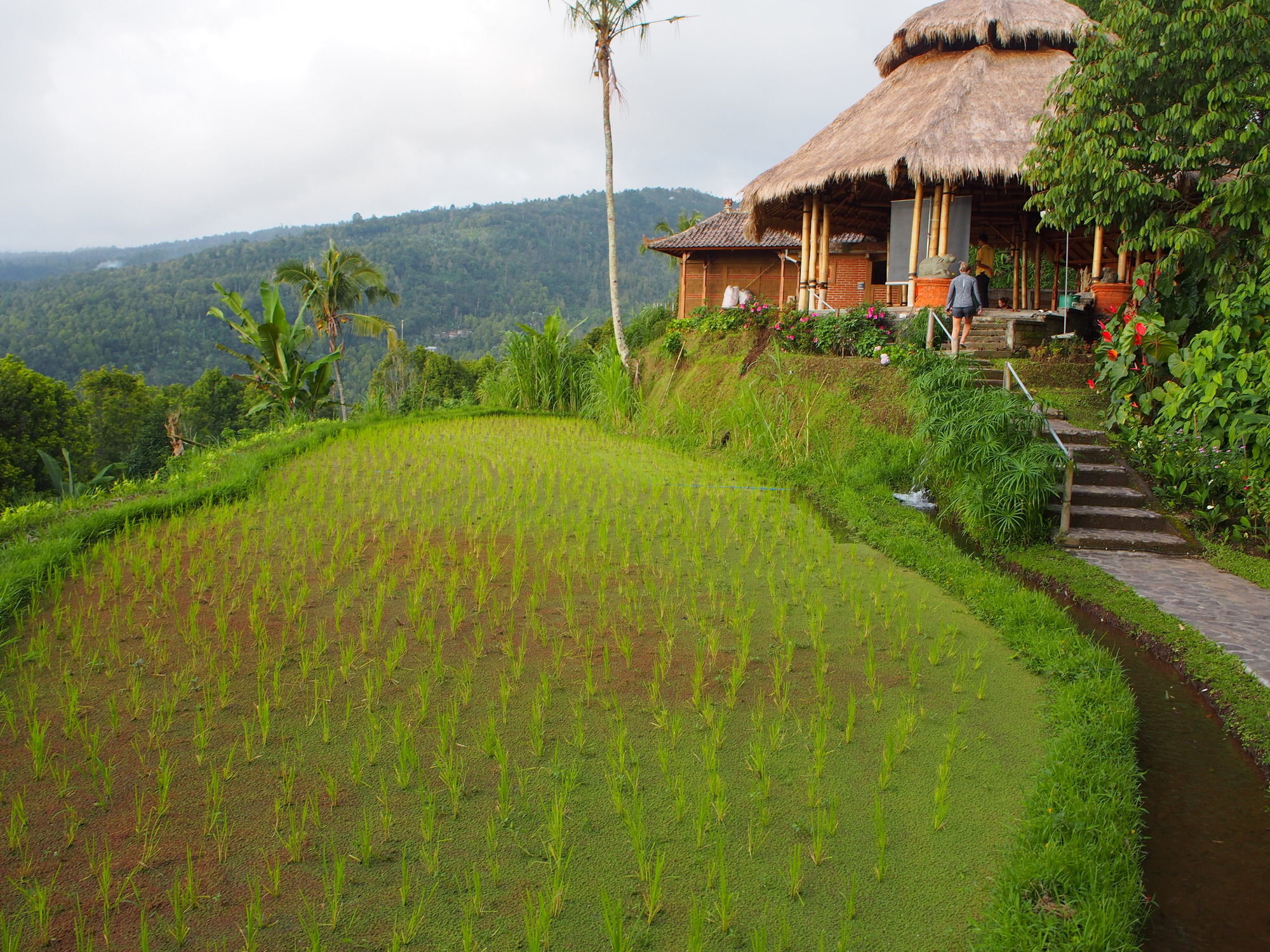 Puri Lumbung Cottages Gobleg  Bagian luar foto