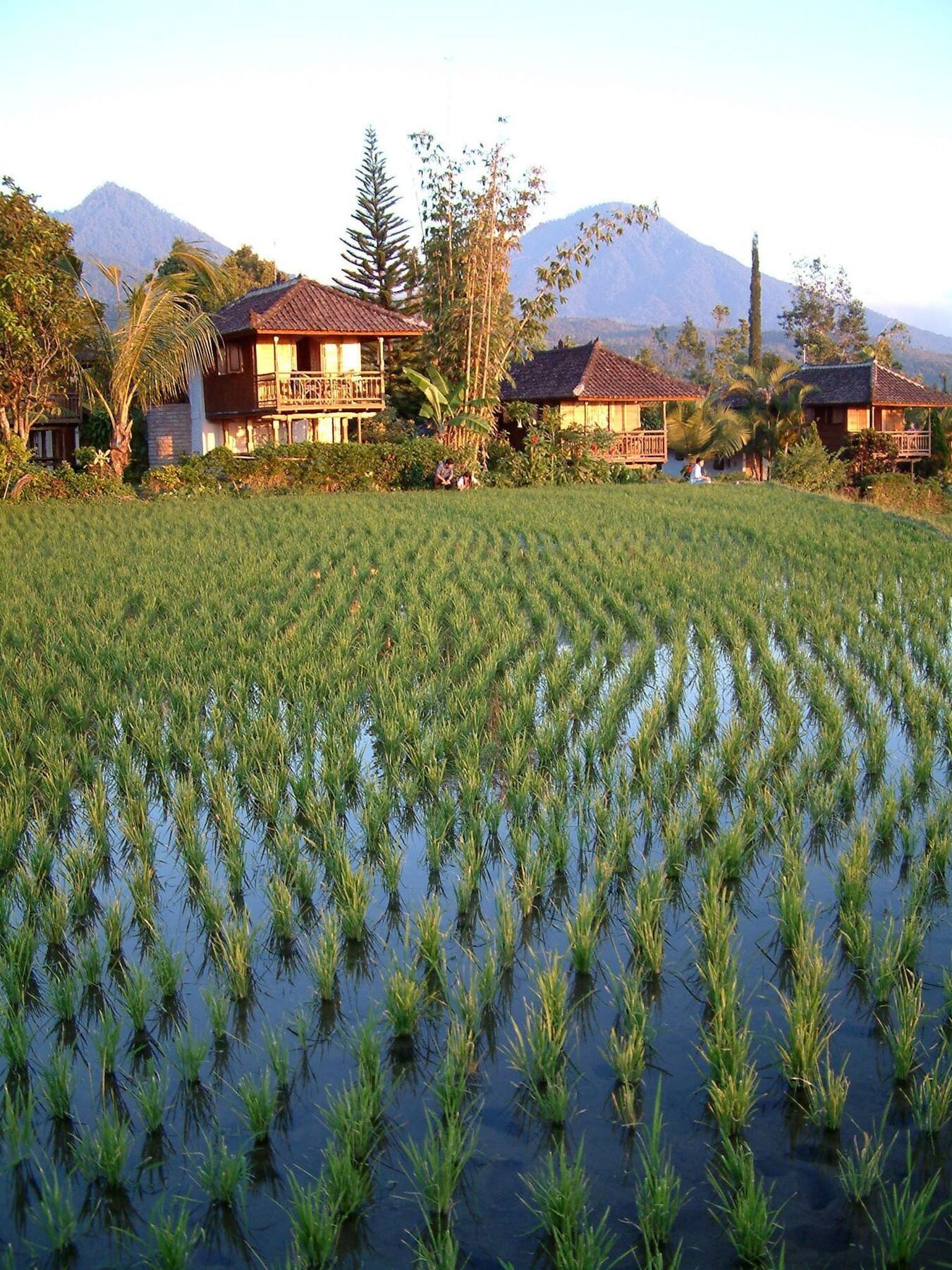 Puri Lumbung Cottages Gobleg  Bagian luar foto